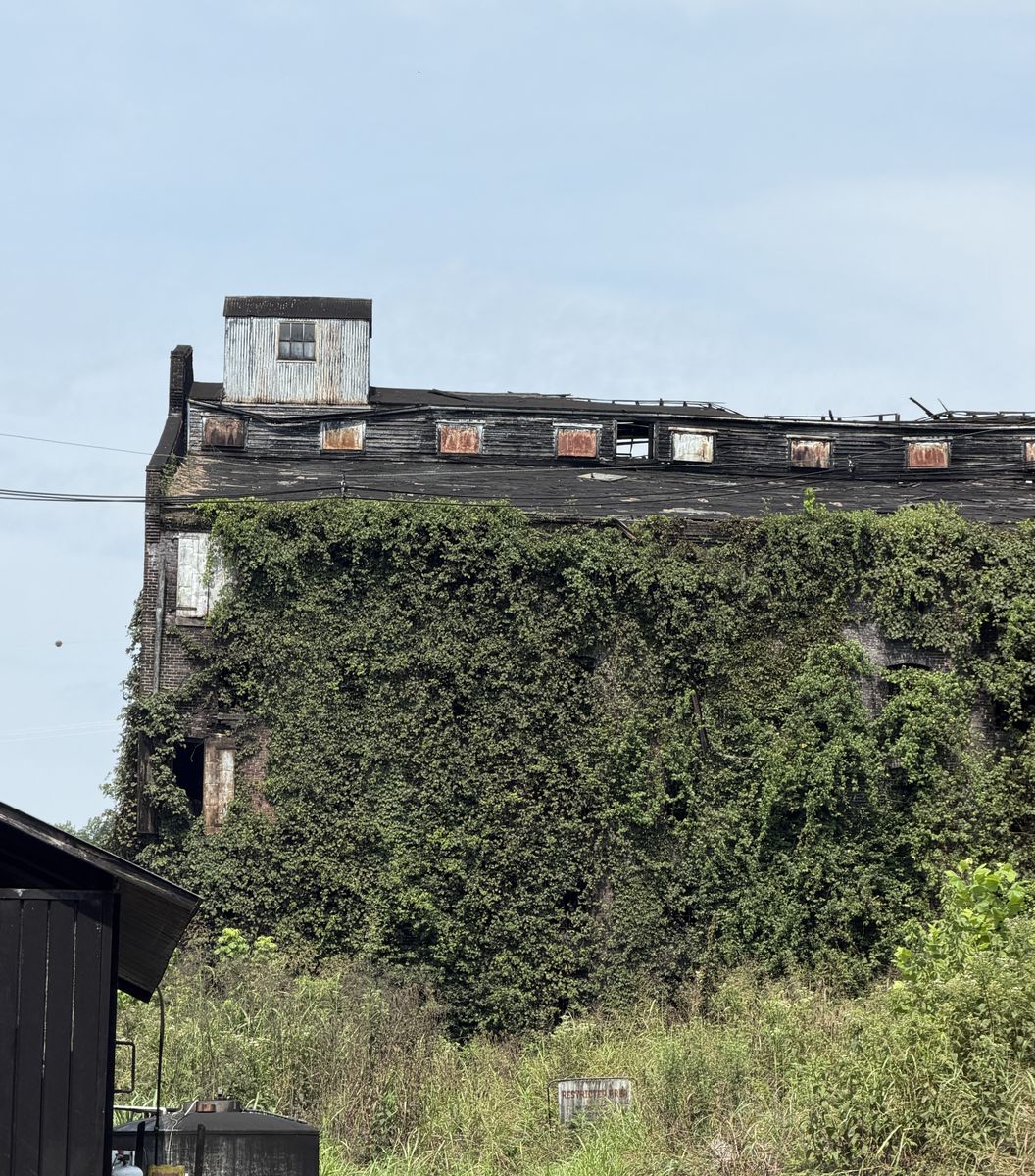 Ivy covered ruin of an Old Crow distillery warehouse with broken windows